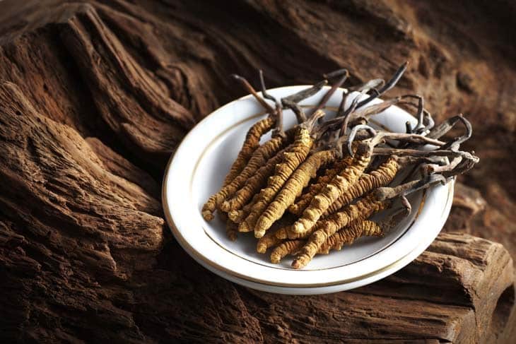 cordyceps-fungus-soba-rigpa-bhoutan