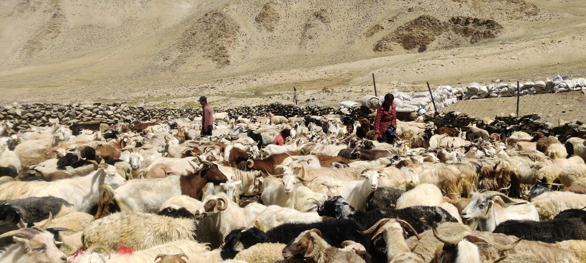nomads-of-changtang